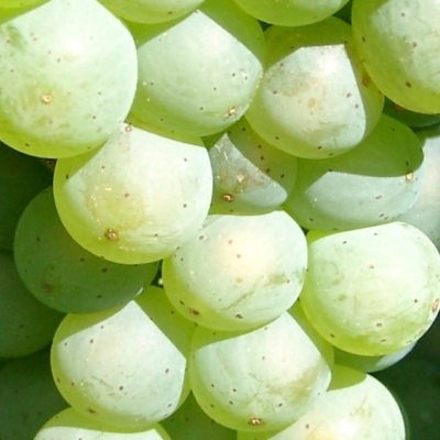 Rieslaner Beeren 5
